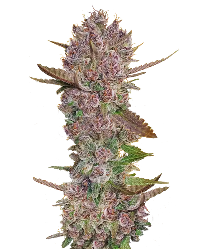 Acai Berry Haze Feminized Single Seed