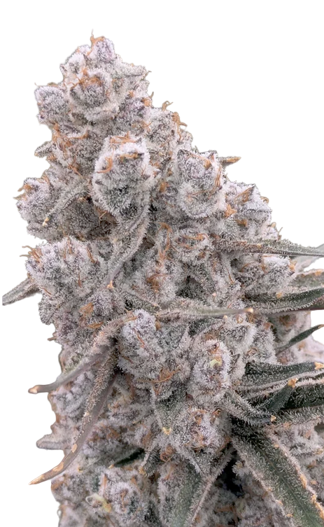 Close-up of a Blue Dream Feminized Autoflowering cannabis plant bud with extreme frost on it