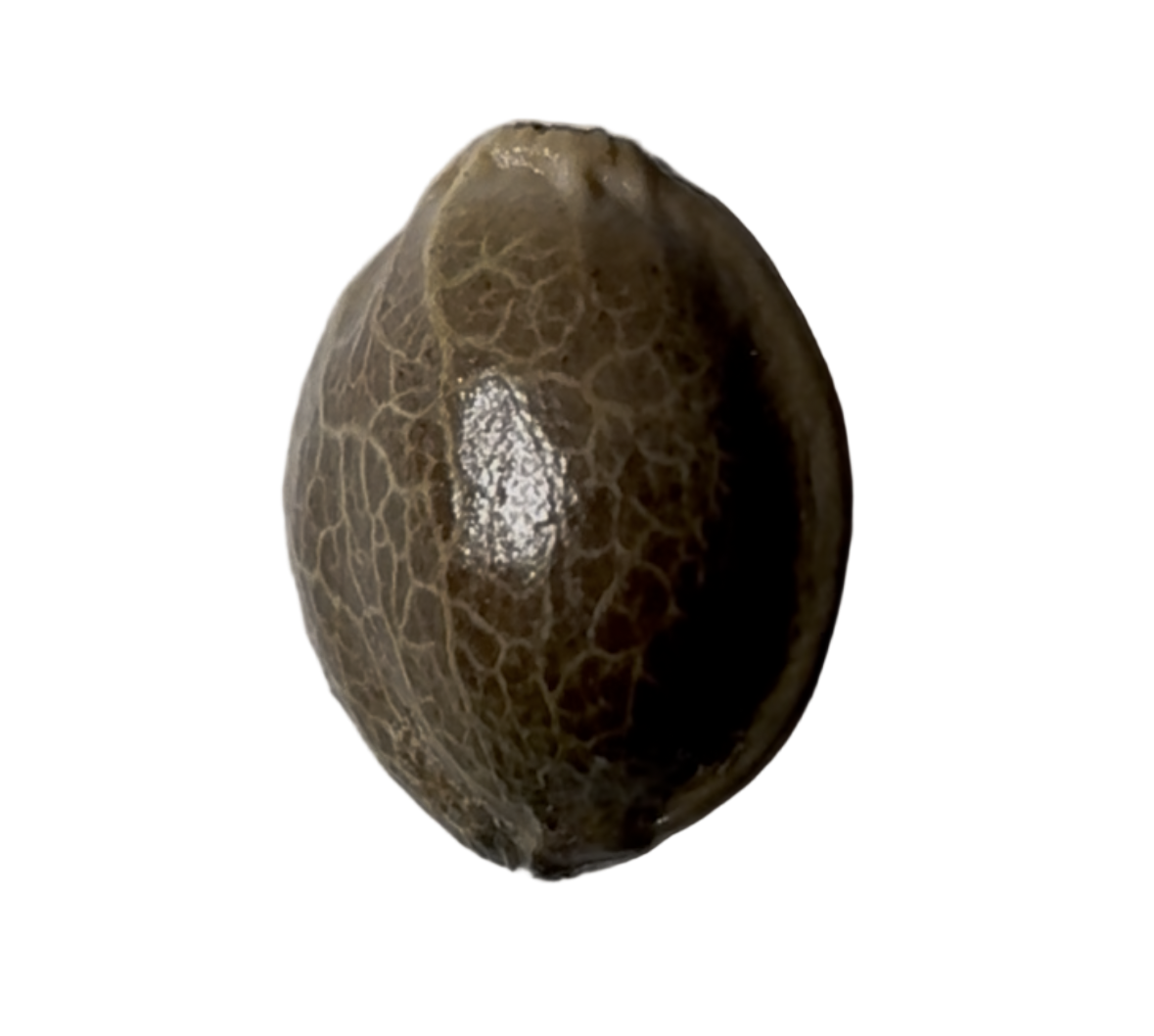 Brown Feminized Autoflower Blue Dream cannabis seed pod on a gray background