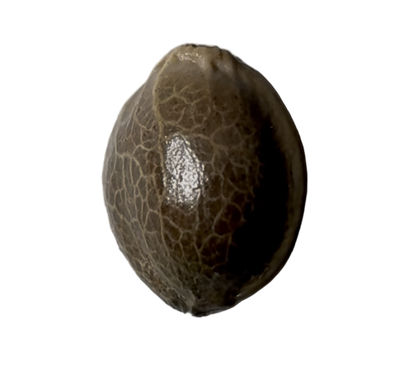 Brown Feminized Autoflower Blue Dream cannabis seed pod on a gray background