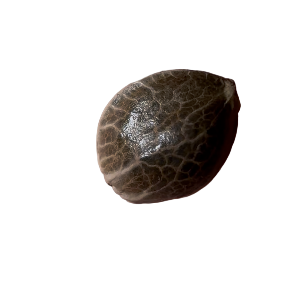 Brown autoflowering cannabis seed shell on a white background