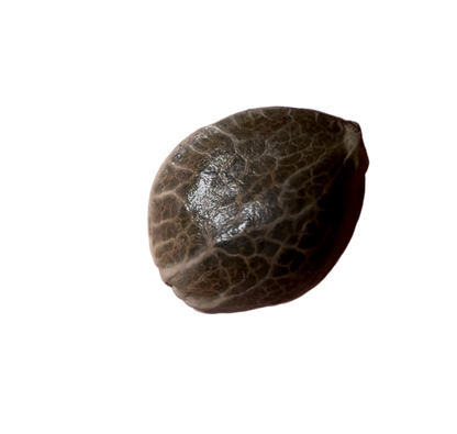 Brown autoflowering cannabis seed shell on a white background