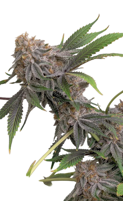 Close-up of a autoflowering bruce banner cannabis plant with green leaves and brown buds on a white background