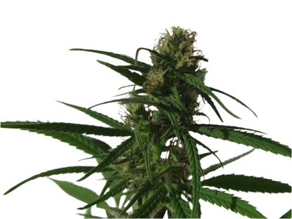 Pure Russian Ruderalis 18 seed Breeder Pack