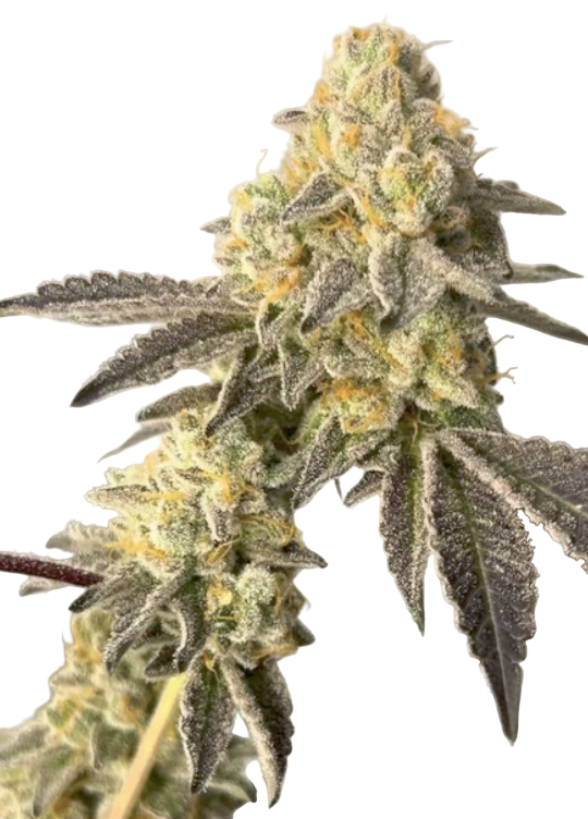 Close-up of a Feminized cannabis plant with green and orange hues on a white background