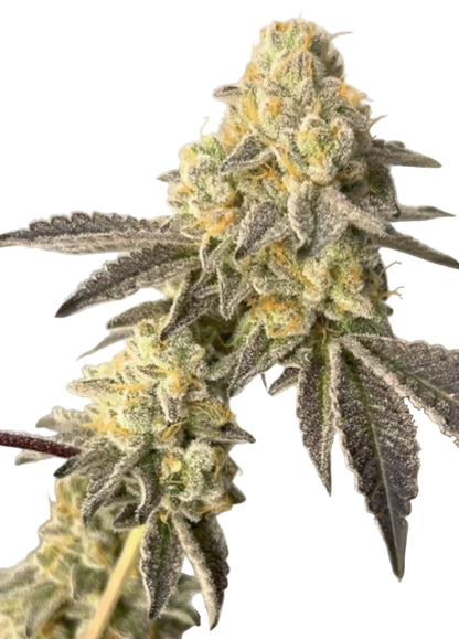 Close-up of a Feminized cannabis plant with green and orange hues on a white background