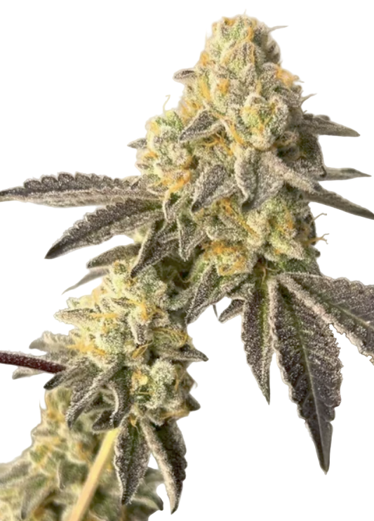 Close-up of a Feminized cannabis plant with green and orange hues on a white background