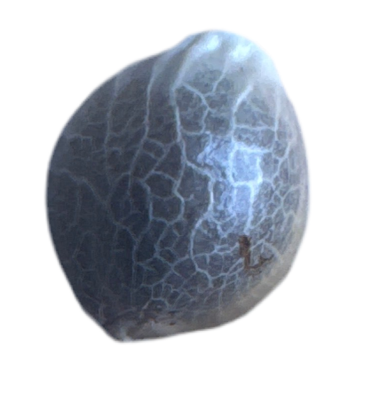 Cannabis seed with intricate vein pattern on a white background