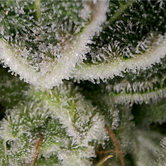 Close-up of a cannabis plant with trichomes on its leaves.