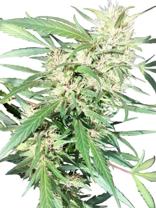 Close-up of a cannabis plant with green leaves and pre flower buds on a white background