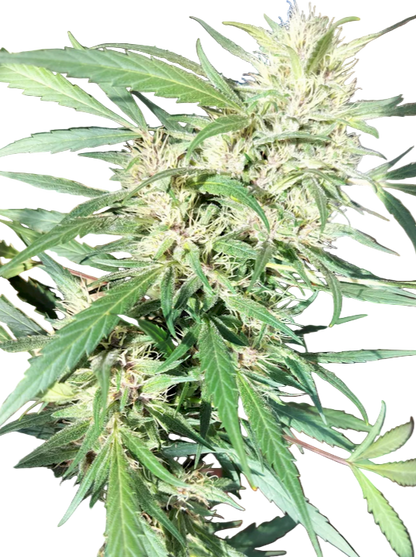Close-up of a cannabis plant with green leaves and pre flower buds on a white background