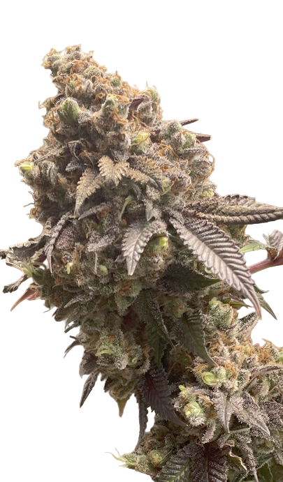 Close-up of a cannabis plant bud on a white background