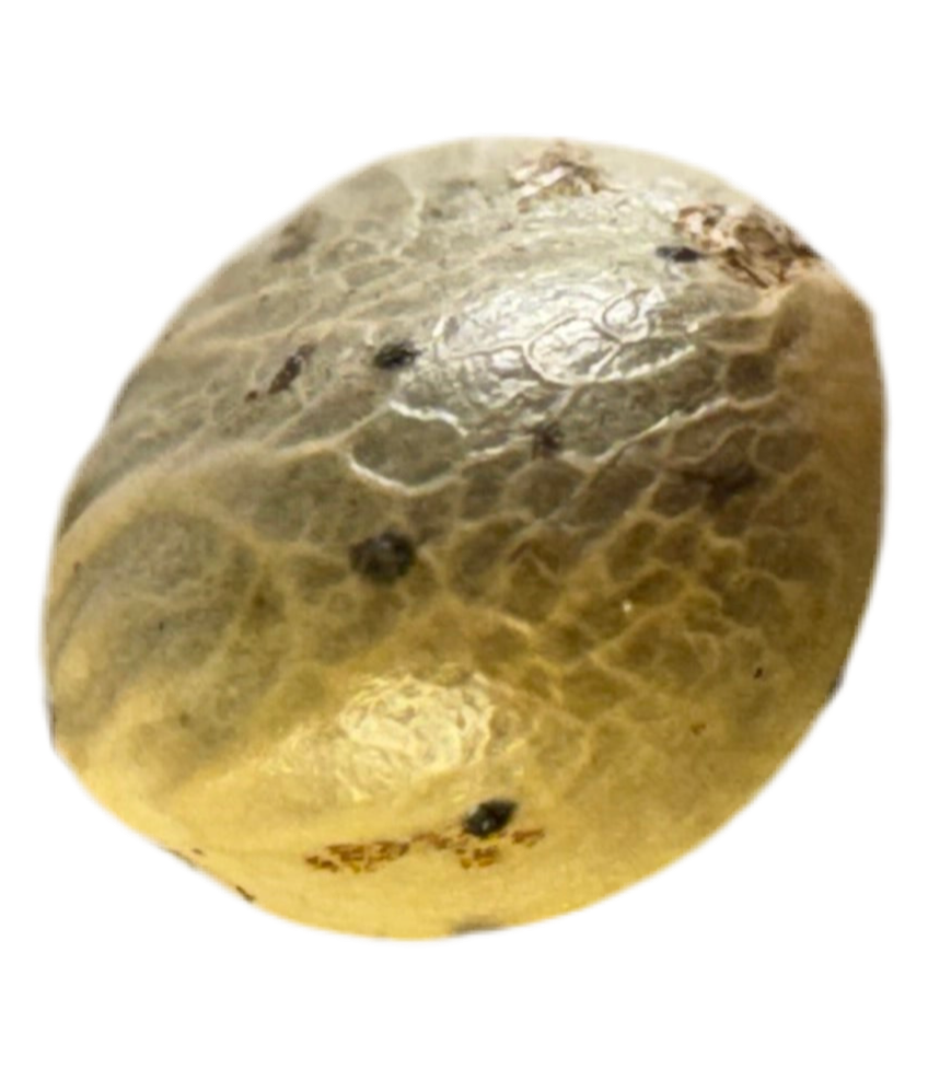 Close-up of a textured, round cannabis blue dream seed on a white background
