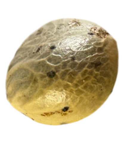 Close-up of a textured, round cannabis blue dream seed on a white background