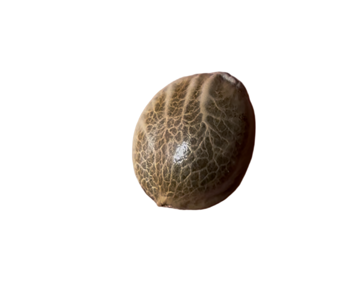 Brown cannabis seed pod on a white background
