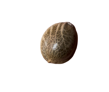 Brown cannabis seed pod on a white background