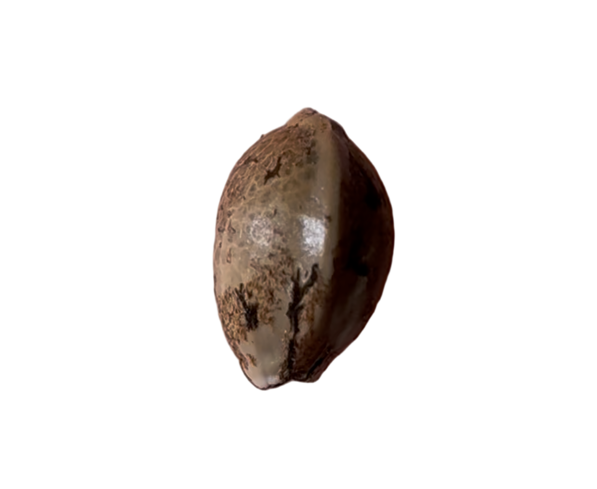 Small seed shell on a blank background