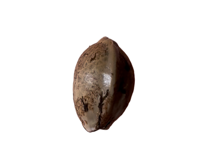 Small seed shell on a blank background