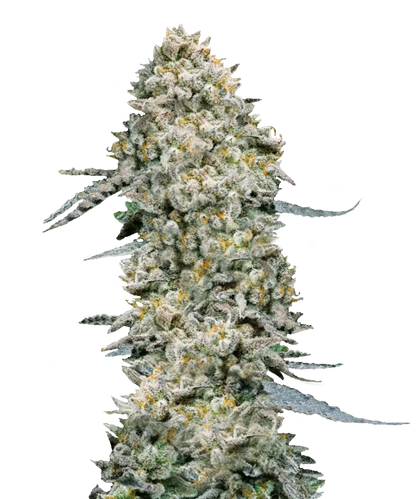 C02 Feminized Single Seed