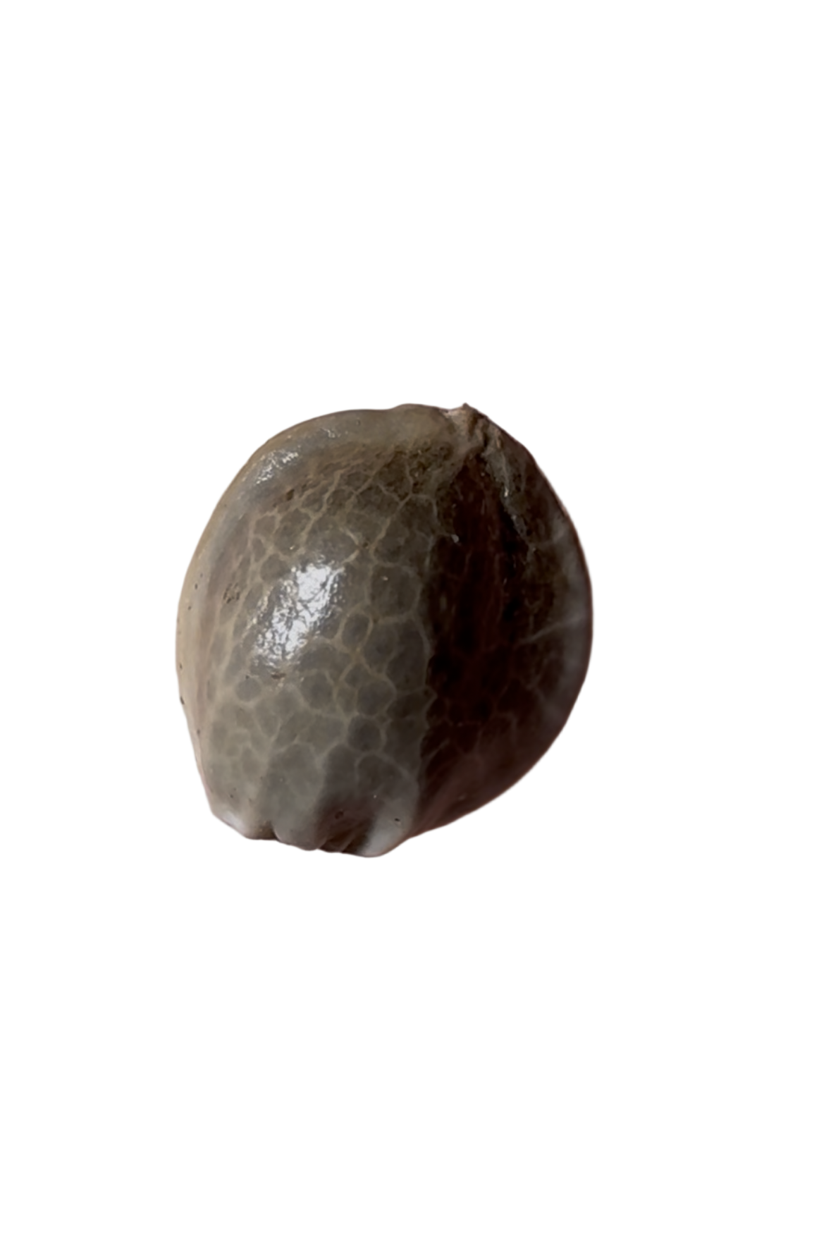 Brownish tan cannabis Seed Up close on a transparent background