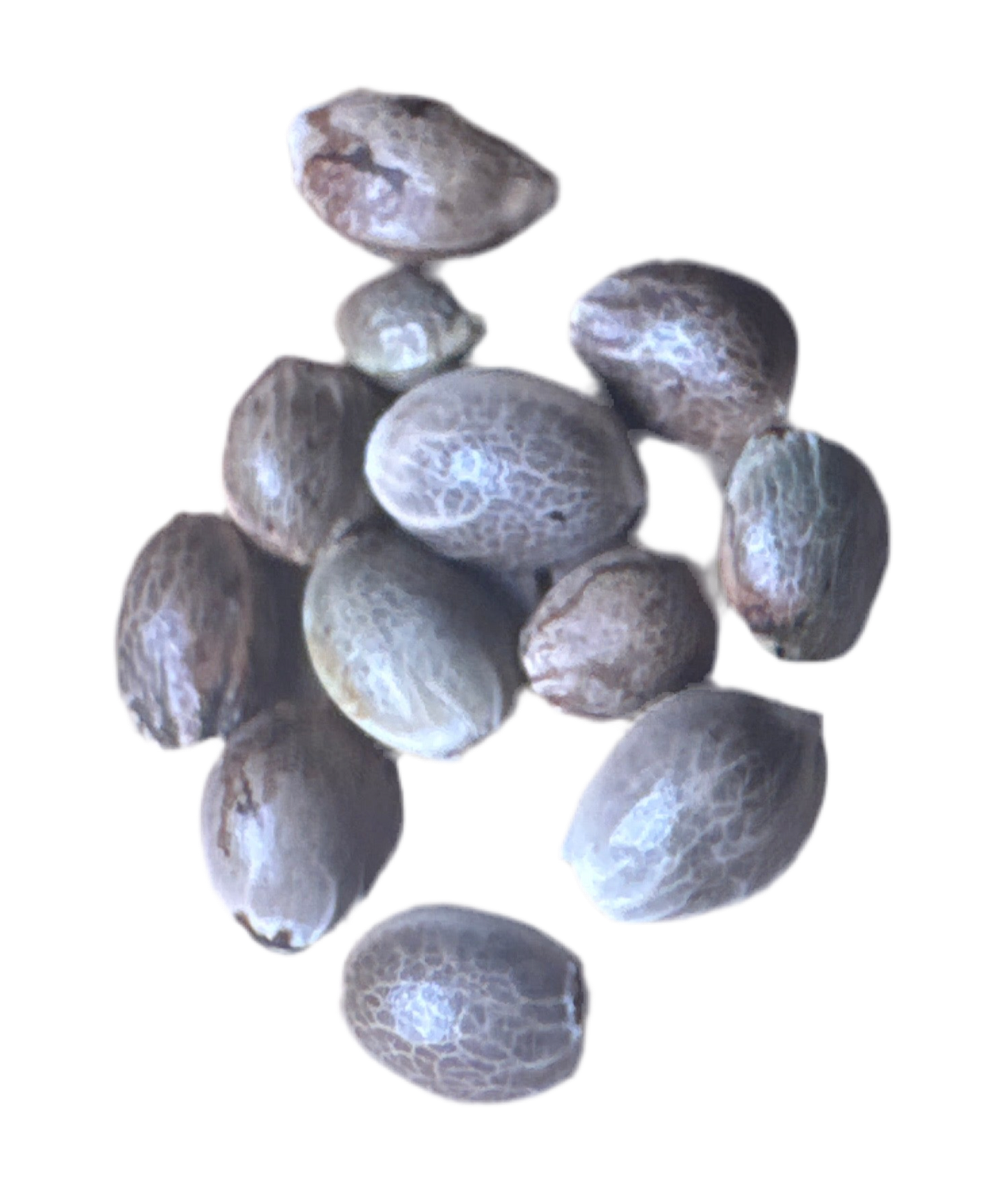 Group of brown cannabis seed pods on a white background