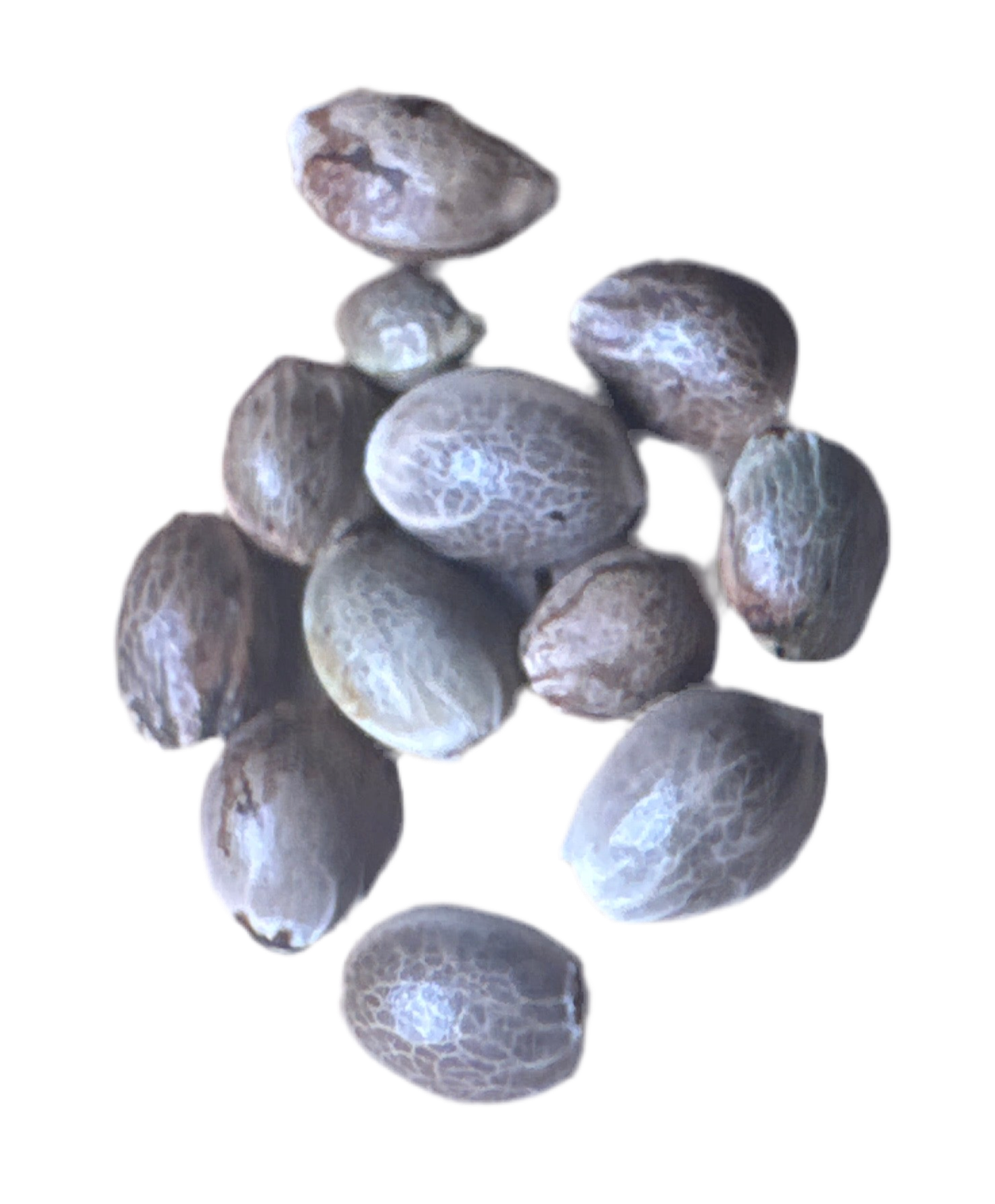 Group of brown cannabis seed pods on a white background