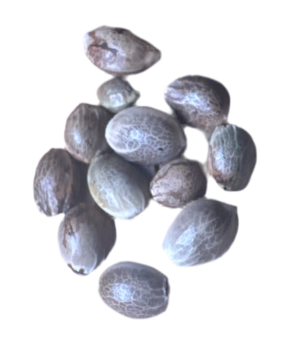 Group of brown cannabis seed pods on a white background