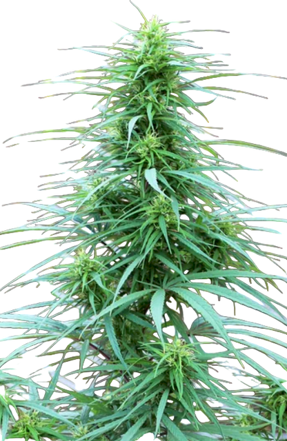 Tall cannabis plant with green leaves against a transparent background