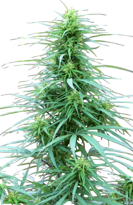 Tall cannabis plant with green leaves against a transparent background