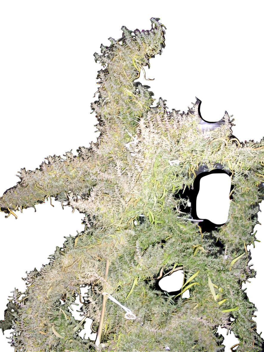 Close-up of a cannabis leafy loose sativa buds with visible trichomes on a white background