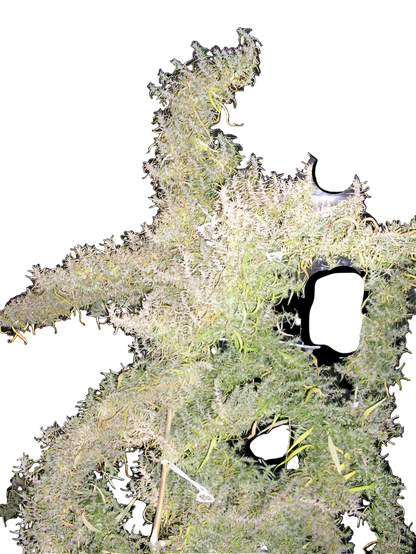 Close-up of a cannabis leafy loose sativa buds with visible trichomes on a white background