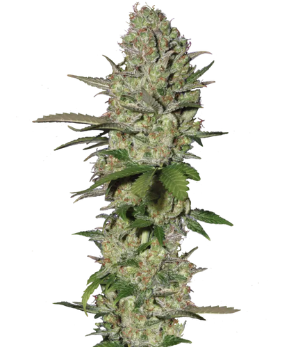 Cinnamon Milk Feminized Single Seed