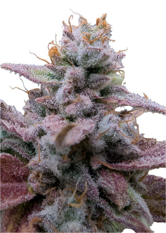 Close-up of a cannabis plant with purple and green hues and lots of crystals on a white background