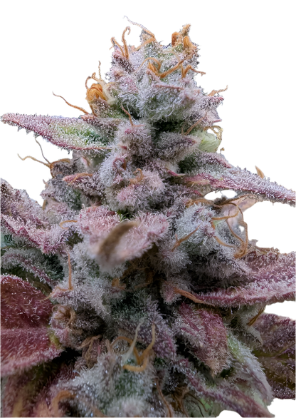 Close-up of a cannabis plant with purple and green hues and lots of crystals on a white background