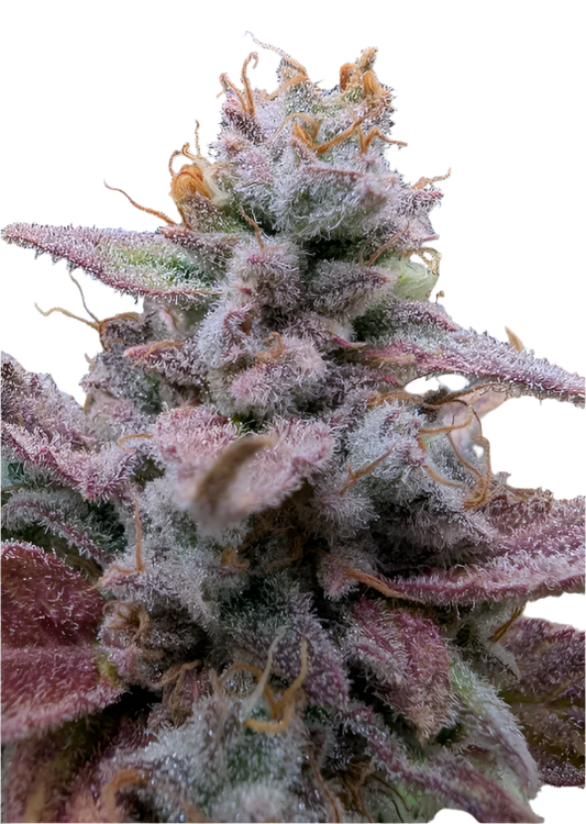 Close-up of a cannabis plant with purple and green hues and lots of crystals on a white background