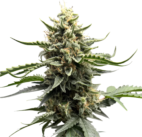 Close-up of a cannabis plant bud against a neutral background