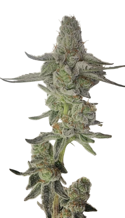 Close-up of a sativa frosty cannabis plant bud on a white background