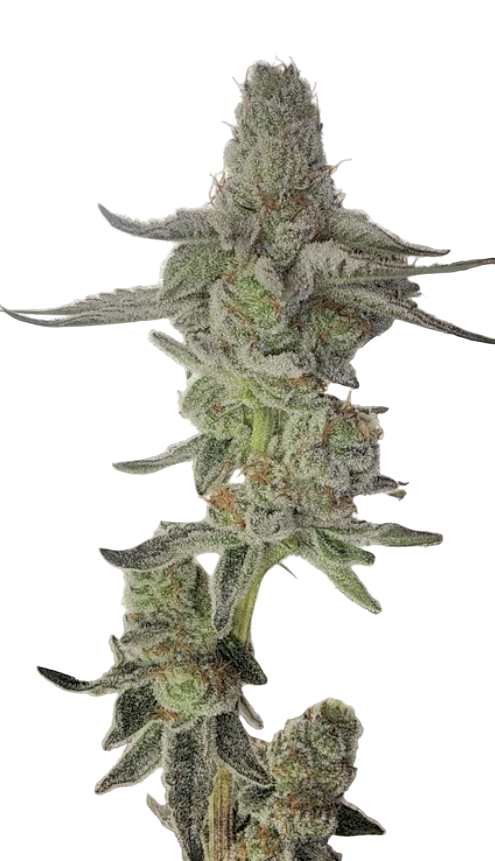 Close-up of a sativa frosty cannabis plant bud on a white background