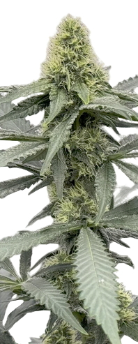 Close-up of a cannabis plant with dense buds and white pistils on a white background