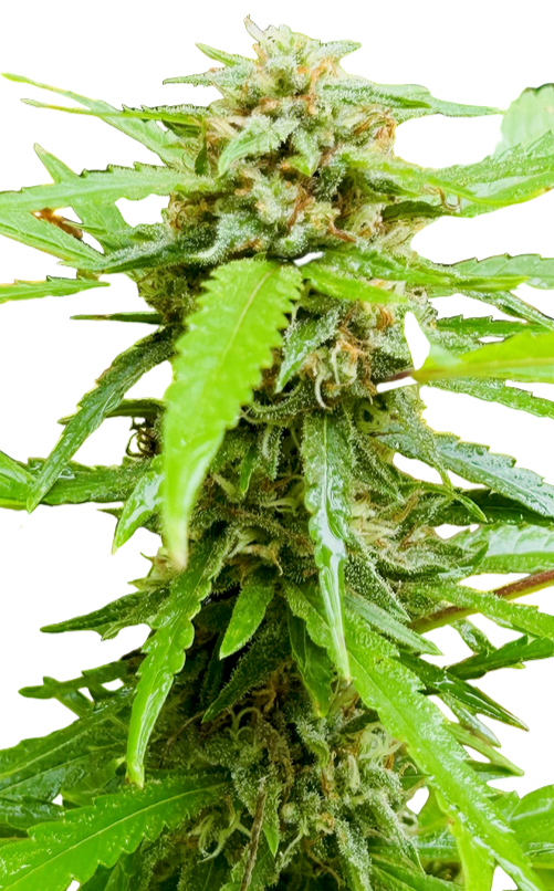 Close-up of a cannabis plant with green leaves and buds on a white background