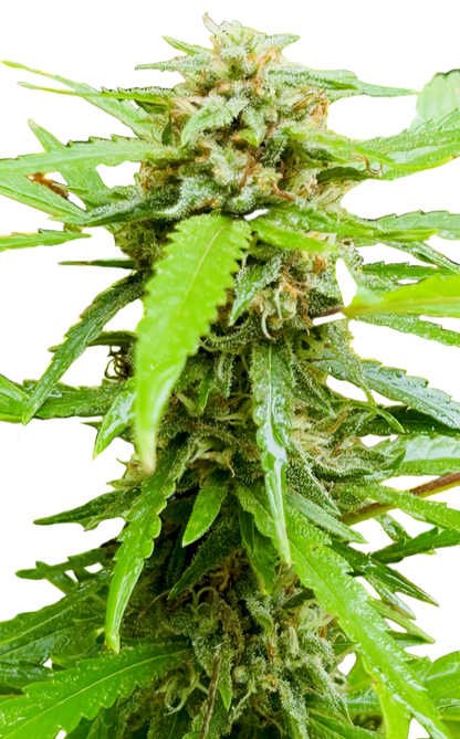 Close-up of a cannabis plant with green leaves and buds on a white background