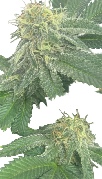 Close-up of cannabis plant leaves with a white background