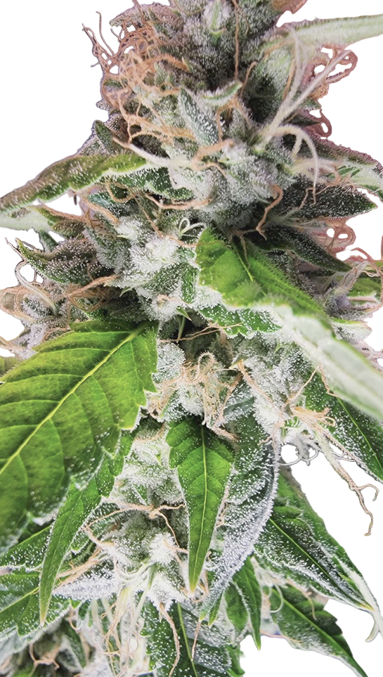 Close-up of a cannabis plant with green leaves and white trichomes.