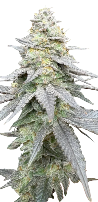 Close-up of a cannabis plant with a white background