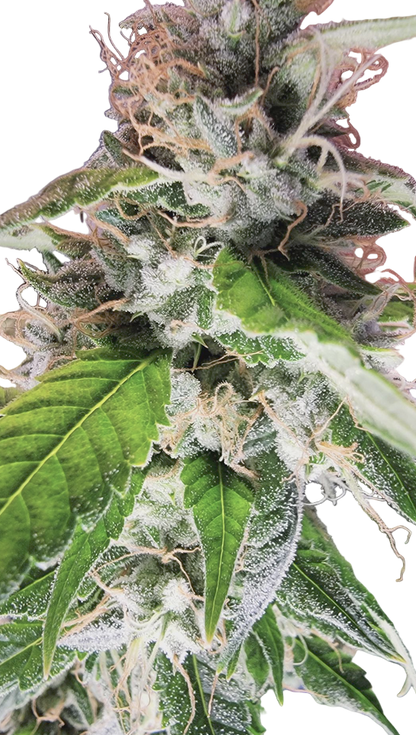 Cinnamon Milk Feminized Single Seed