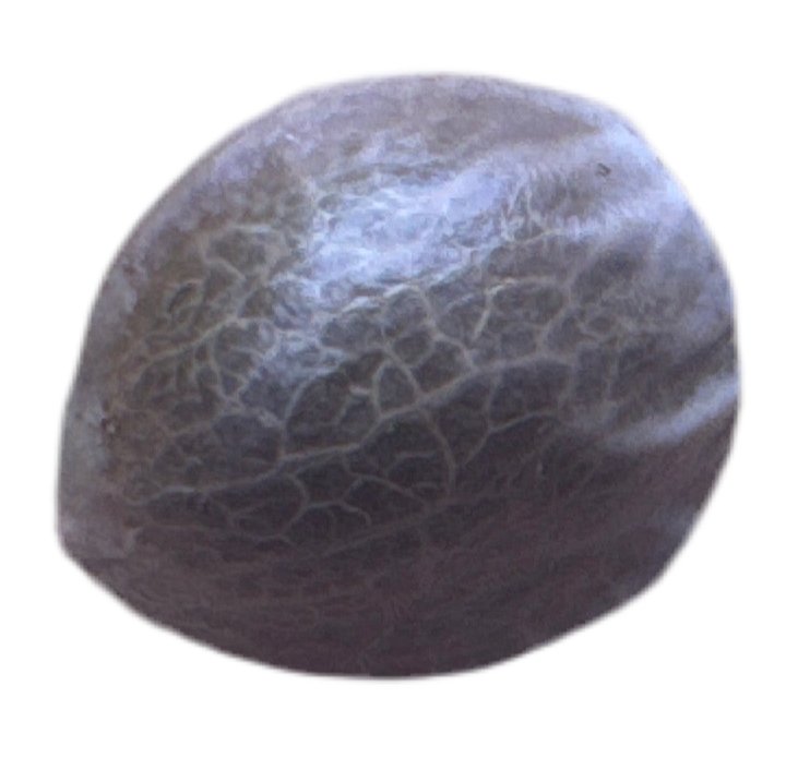 Close-up of a textured stone color cannabis seed on a white background