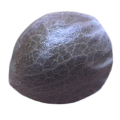 Close-up of a textured stone color cannabis seed on a white background