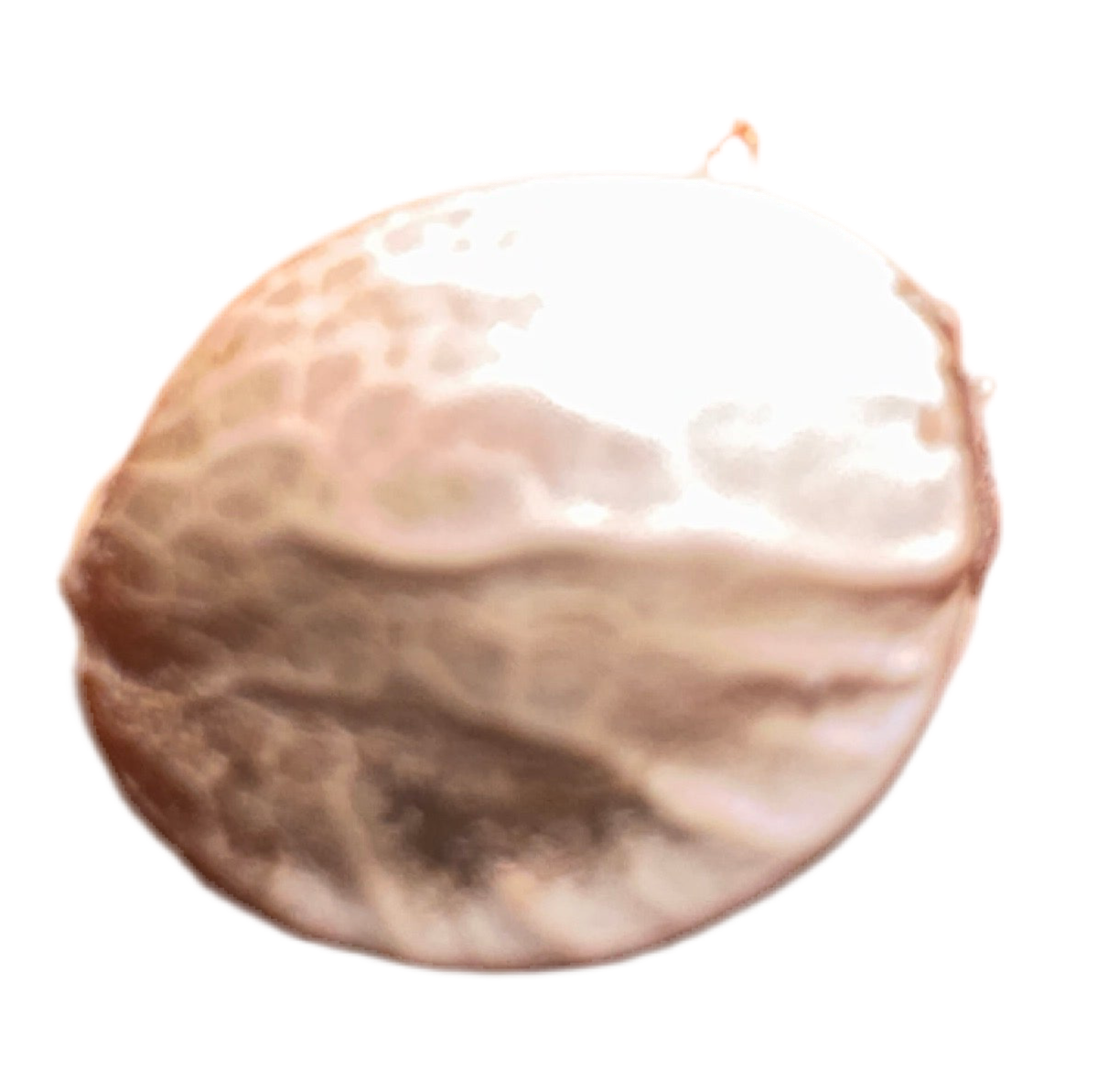 Close-up of a brown feminized berry runtz cannabis seed shell on a white background