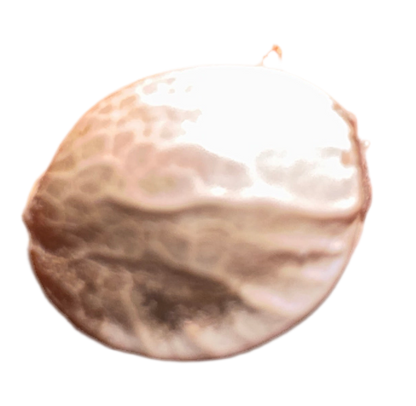 Close-up of a brown feminized berry runtz cannabis seed shell on a white background
