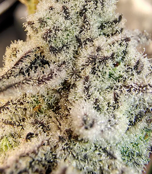 Close-up of a cannabis plant with trichomes on a blurred background
